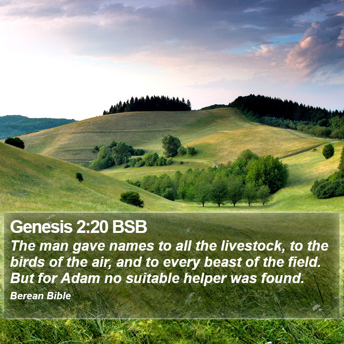 Genesis 2:20 BSB Bible Study