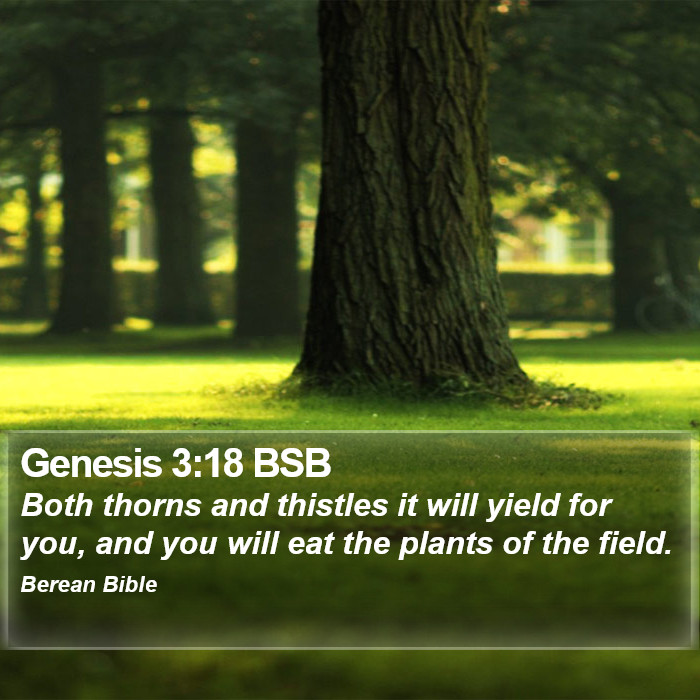 Genesis 3:18 BSB Bible Study