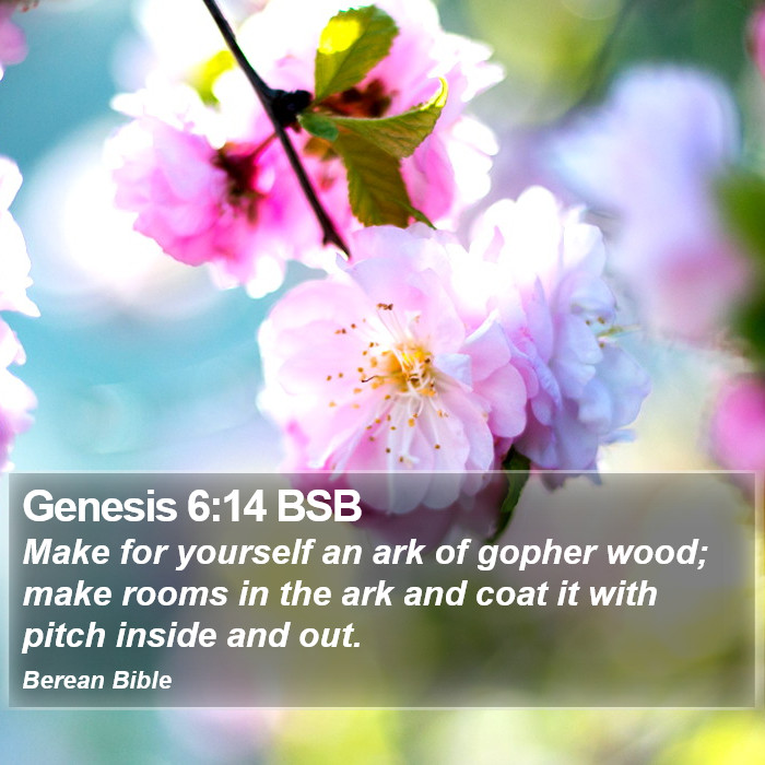 Genesis 6:14 BSB Bible Study