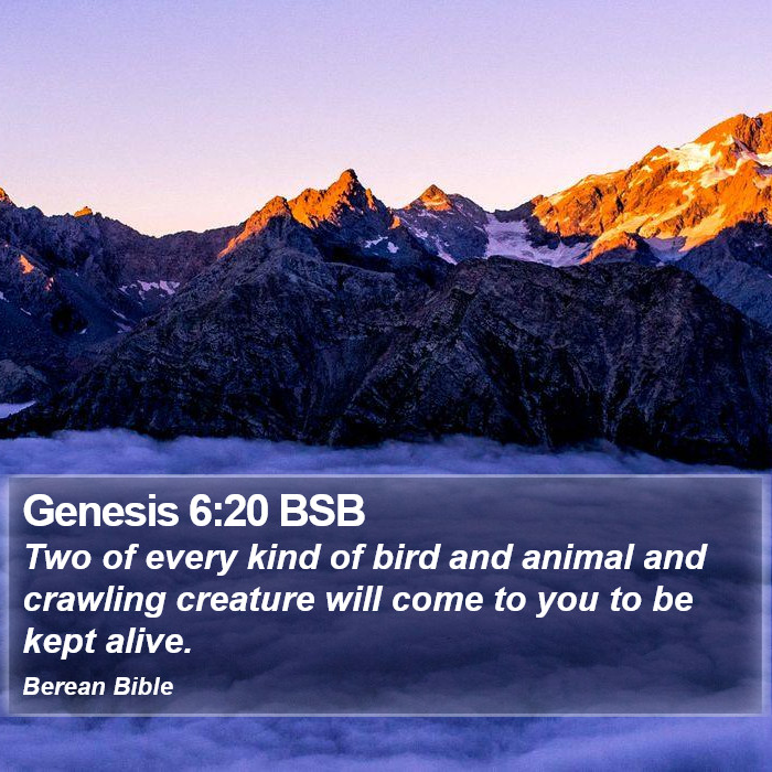 Genesis 6:20 BSB Bible Study