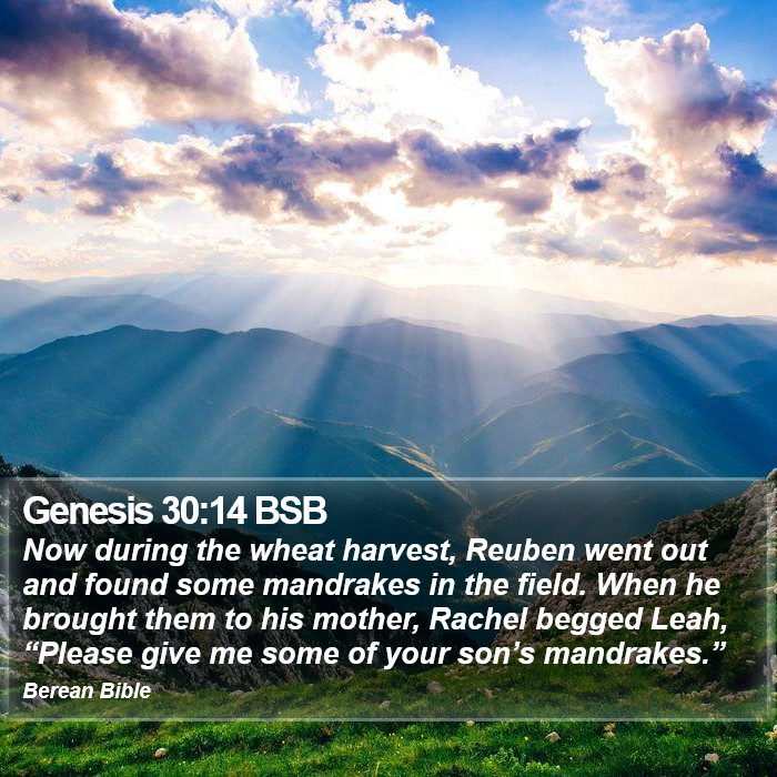 Genesis 30:14 BSB Bible Study