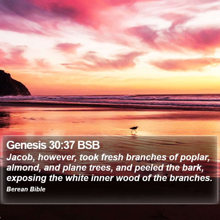 Genesis 30:37 BSB Bible Study