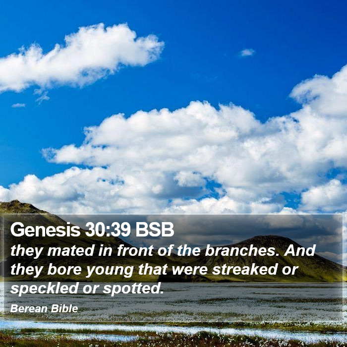 Genesis 30:39 BSB Bible Study