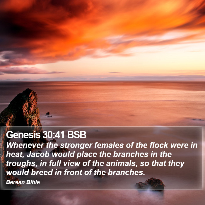 Genesis 30:41 BSB Bible Study