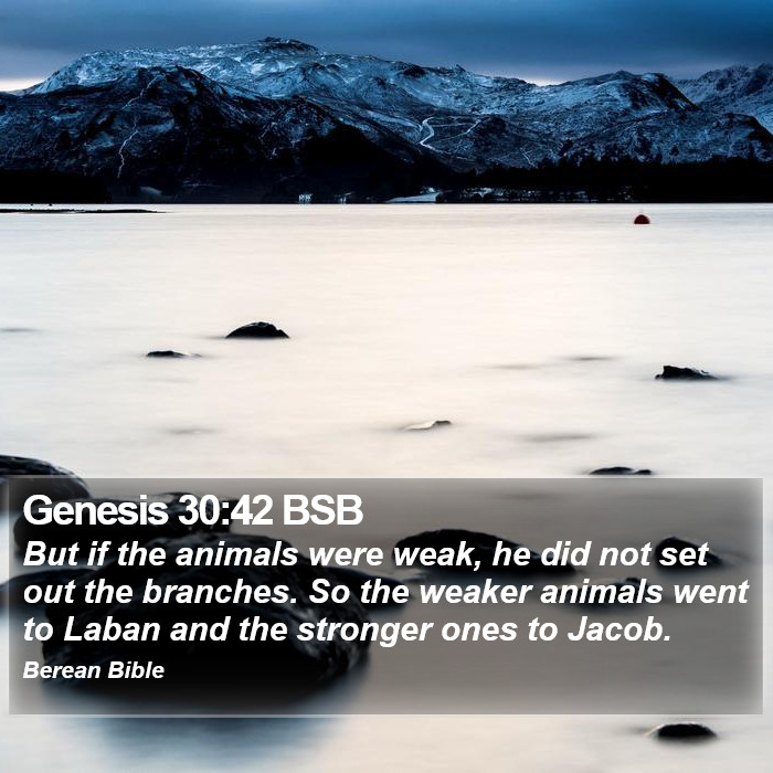 Genesis 30:42 BSB Bible Study