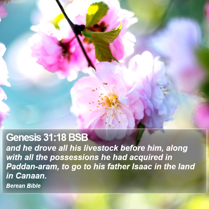 Genesis 31:18 BSB Bible Study