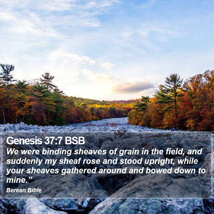 Genesis 37:7 BSB Bible Study