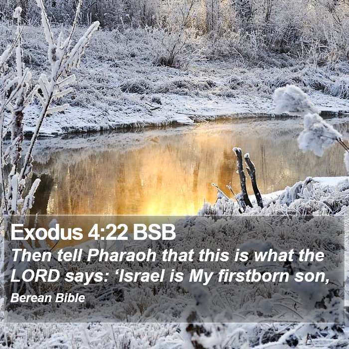 Exodus 4:22 BSB Bible Study