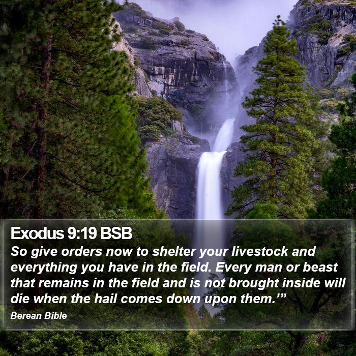 Exodus 9:19 BSB Bible Study