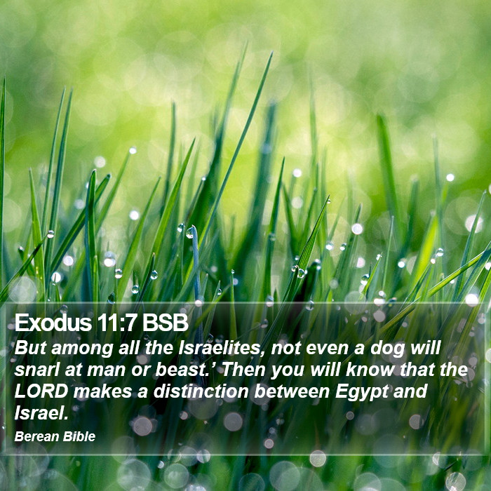 Exodus 11:7 BSB Bible Study