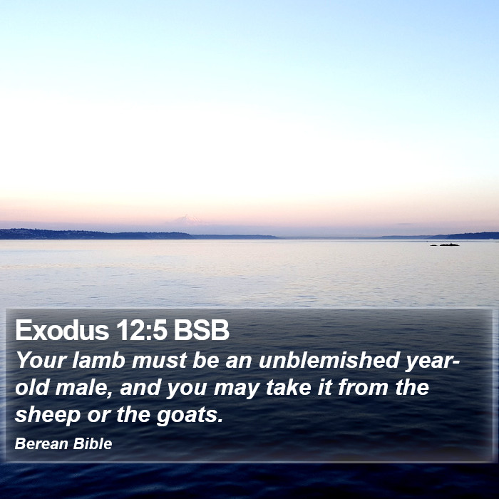 Exodus 12:5 BSB Bible Study