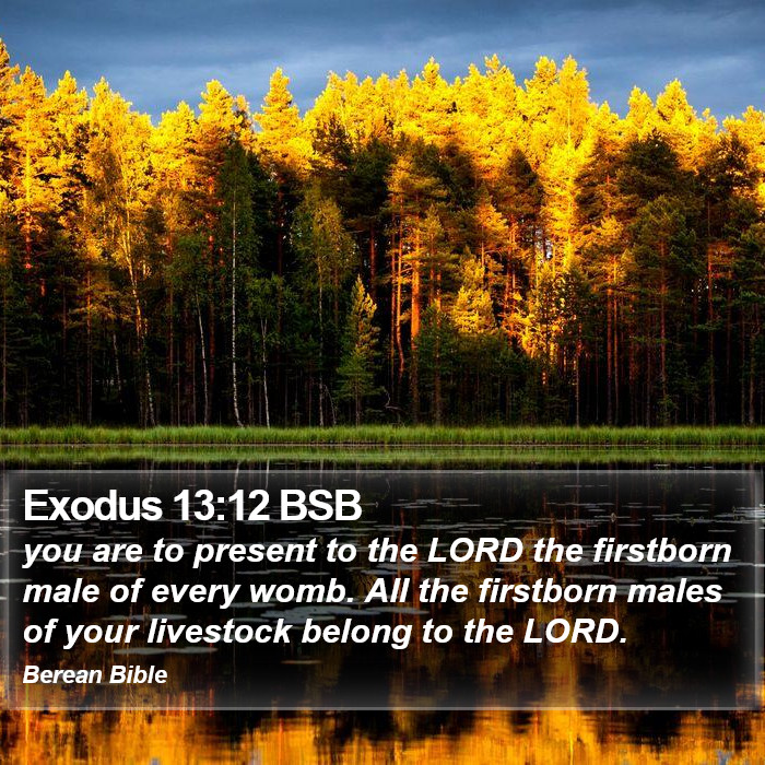 Exodus 13:12 BSB Bible Study