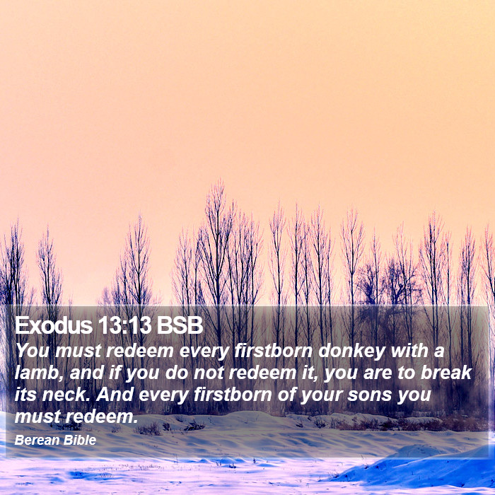 Exodus 13:13 BSB Bible Study