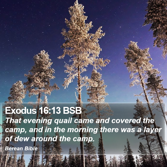 Exodus 16:13 BSB Bible Study