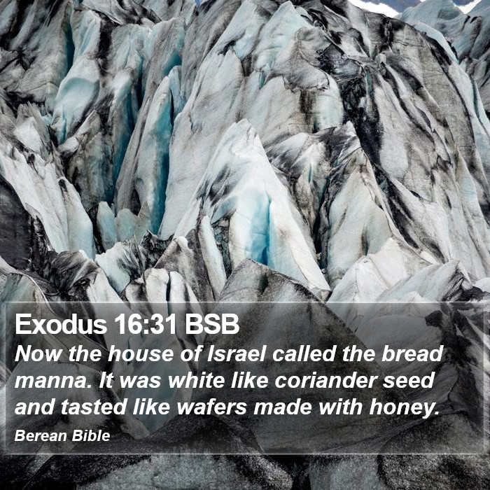 Exodus 16:31 BSB Bible Study