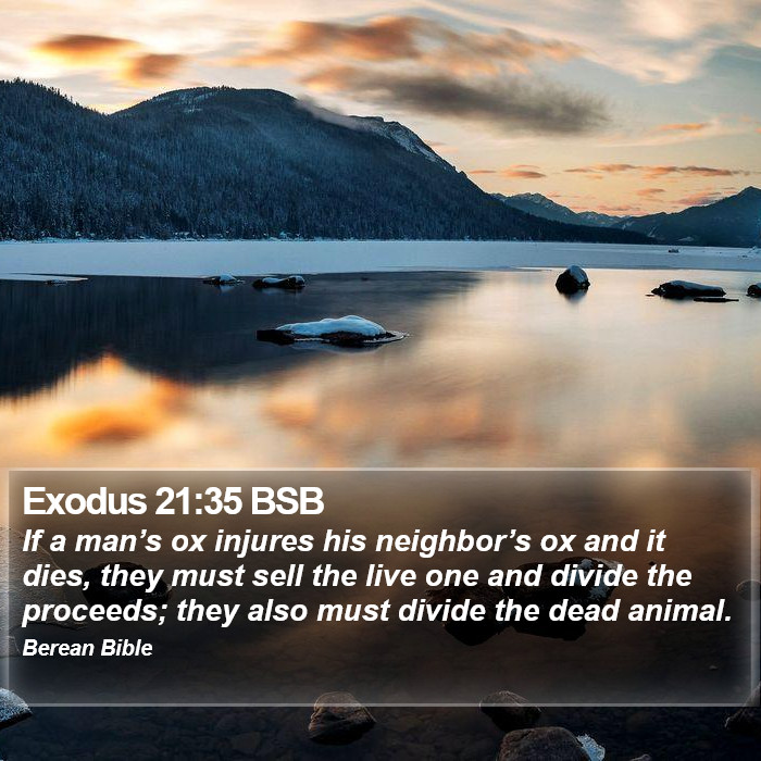 Exodus 21:35 BSB Bible Study