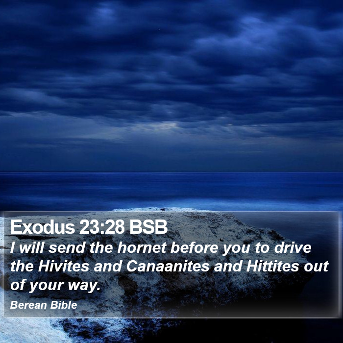 Exodus 23:28 BSB Bible Study