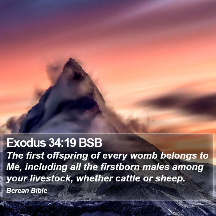 Exodus 34:19 BSB Bible Study