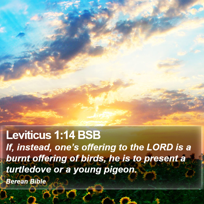 Leviticus 1:14 BSB Bible Study