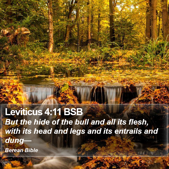 Leviticus 4:11 BSB Bible Study