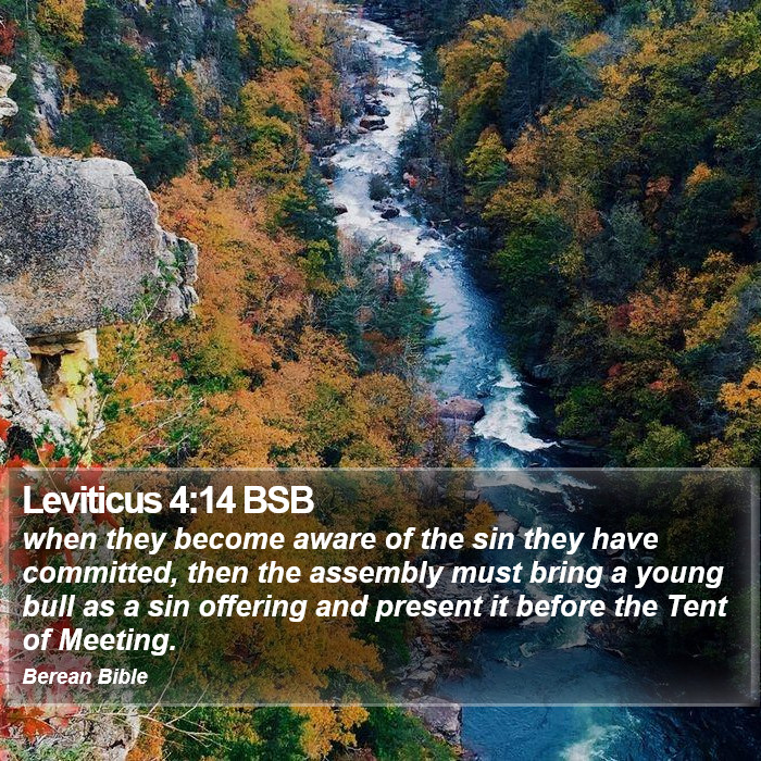 Leviticus 4:14 BSB Bible Study