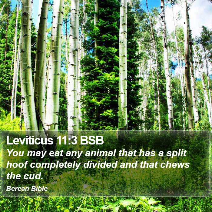 Leviticus 11:3 BSB Bible Study