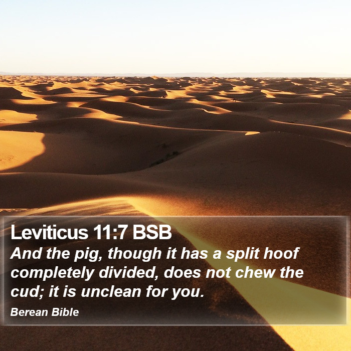 Leviticus 11:7 BSB Bible Study