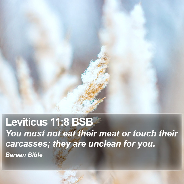 Leviticus 11:8 BSB Bible Study