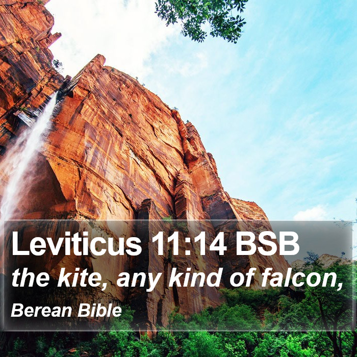 Leviticus 11:14 BSB Bible Study