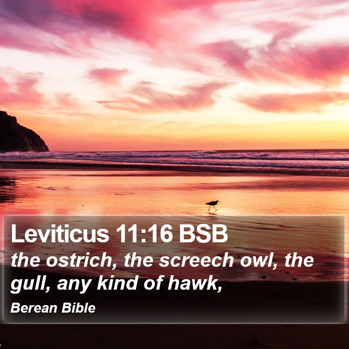 Leviticus 11:16 BSB Bible Study