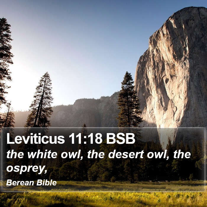 Leviticus 11:18 BSB Bible Study