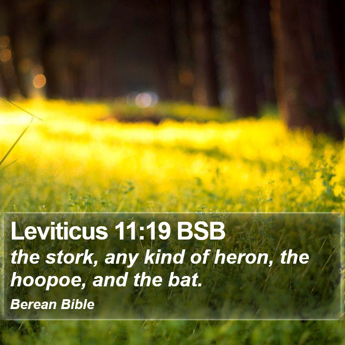 Leviticus 11:19 BSB Bible Study