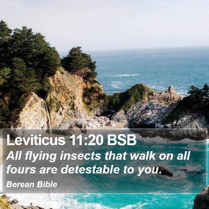 Leviticus 11:20 BSB Bible Study