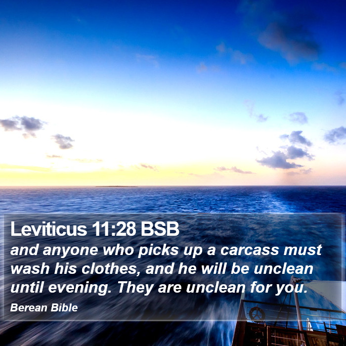 Leviticus 11:28 BSB Bible Study