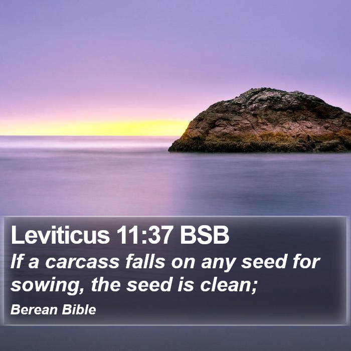 Leviticus 11:37 BSB Bible Study