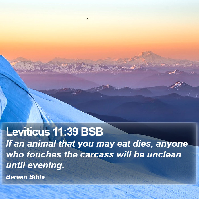 Leviticus 11:39 BSB Bible Study