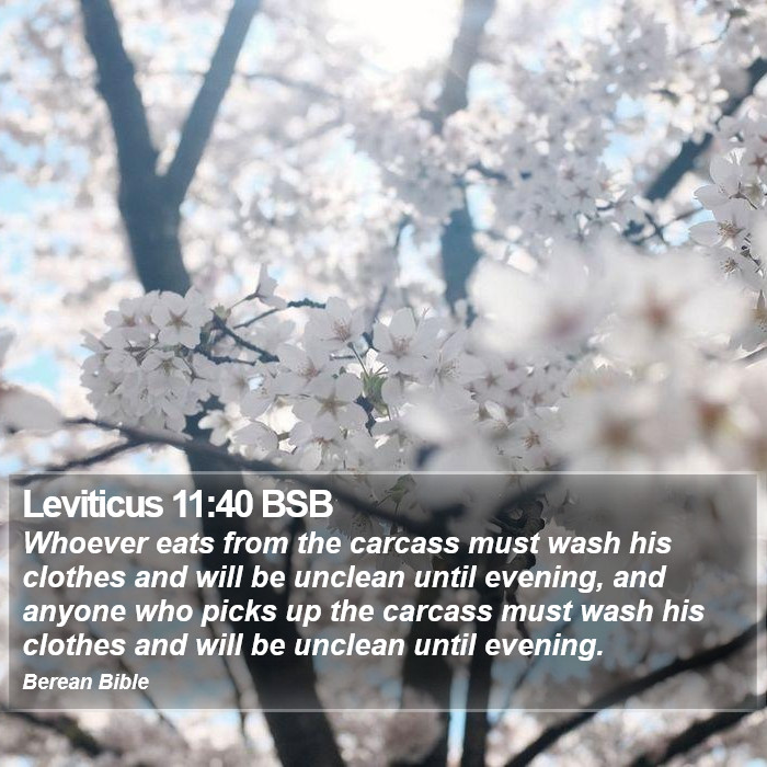 Leviticus 11:40 BSB Bible Study