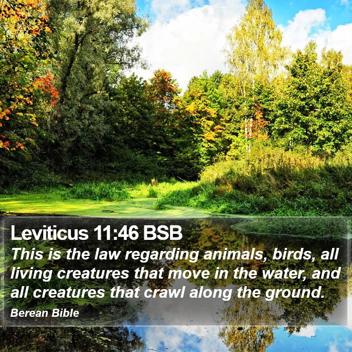 Leviticus 11:46 BSB Bible Study