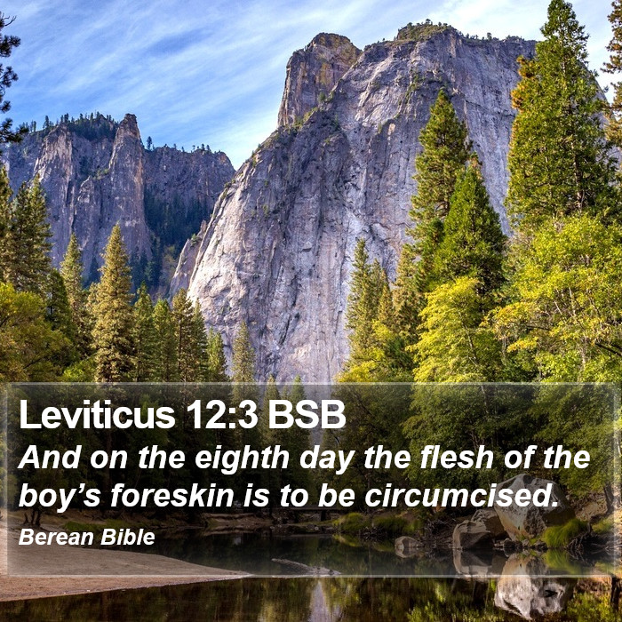 Leviticus 12:3 BSB Bible Study