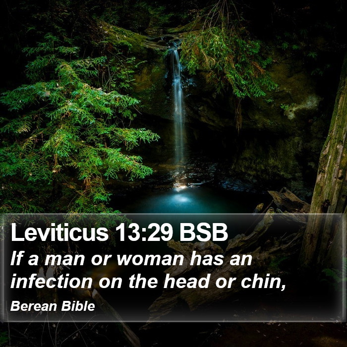 Leviticus 13:29 BSB Bible Study