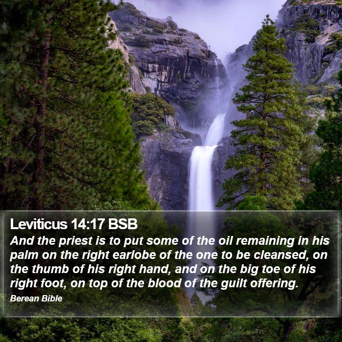 Leviticus 14:17 BSB Bible Study