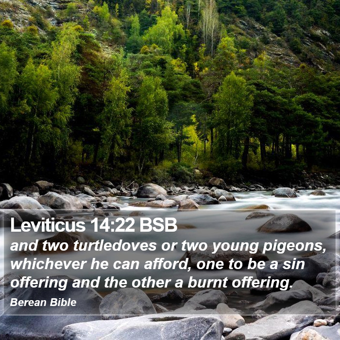 Leviticus 14:22 BSB Bible Study