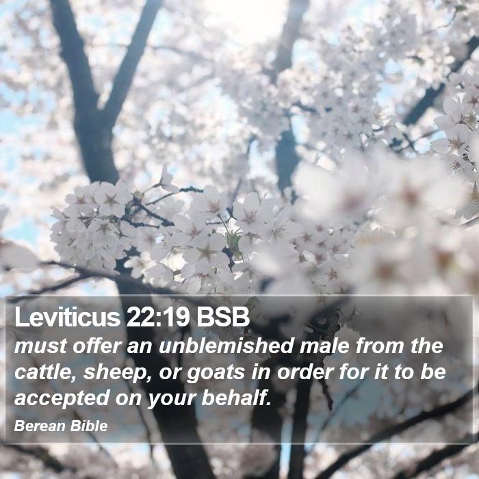 Leviticus 22:19 BSB Bible Study