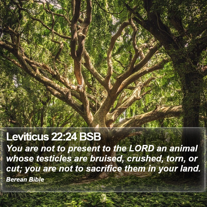 Leviticus 22:24 BSB Bible Study