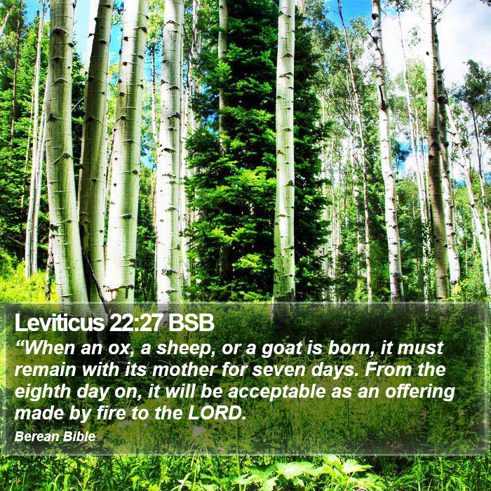 Leviticus 22:27 BSB Bible Study