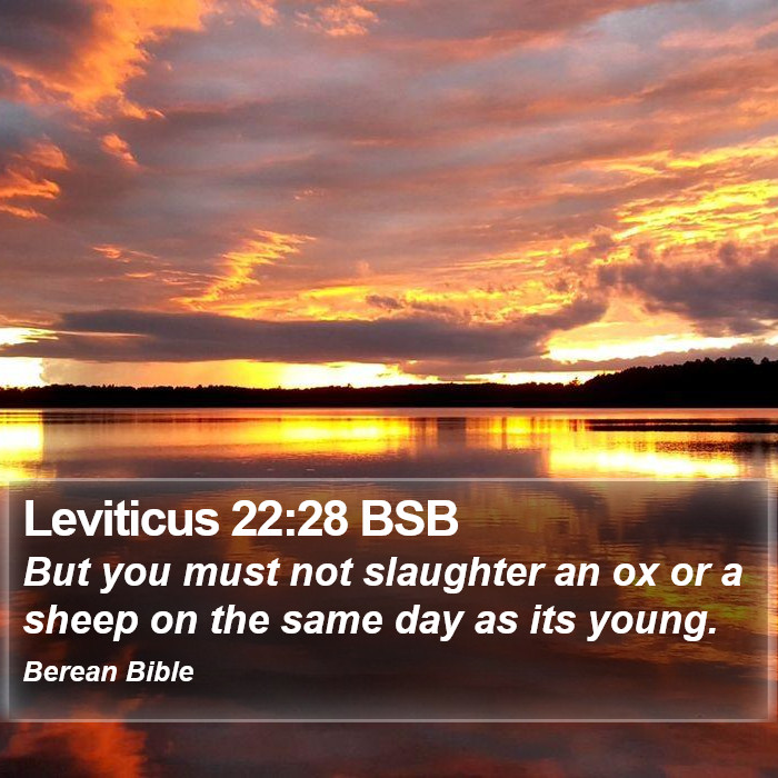 Leviticus 22:28 BSB Bible Study