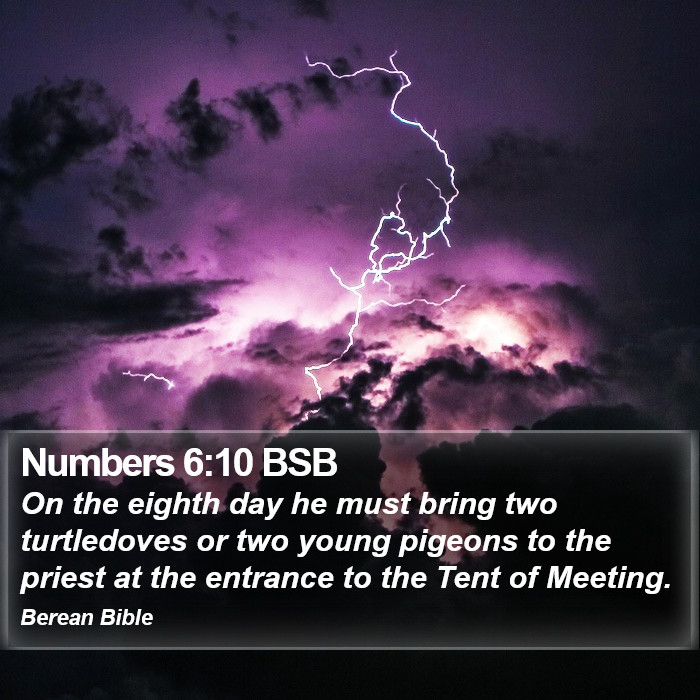 Numbers 6:10 BSB Bible Study