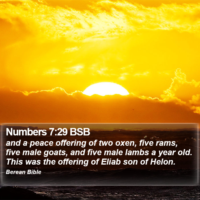 Numbers 7:29 BSB Bible Study