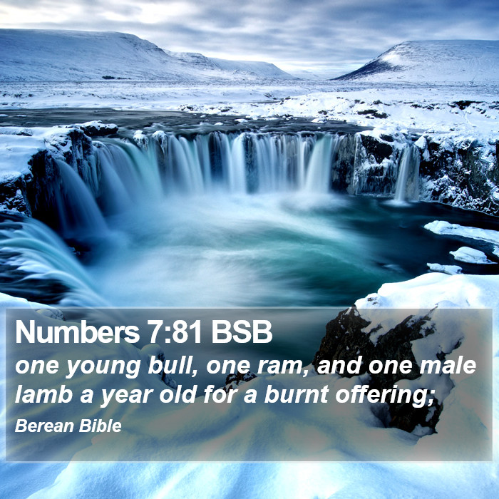 Numbers 7:81 BSB Bible Study