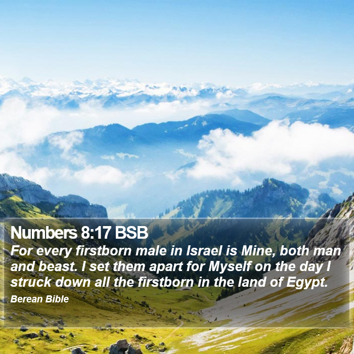 Numbers 8:17 BSB Bible Study